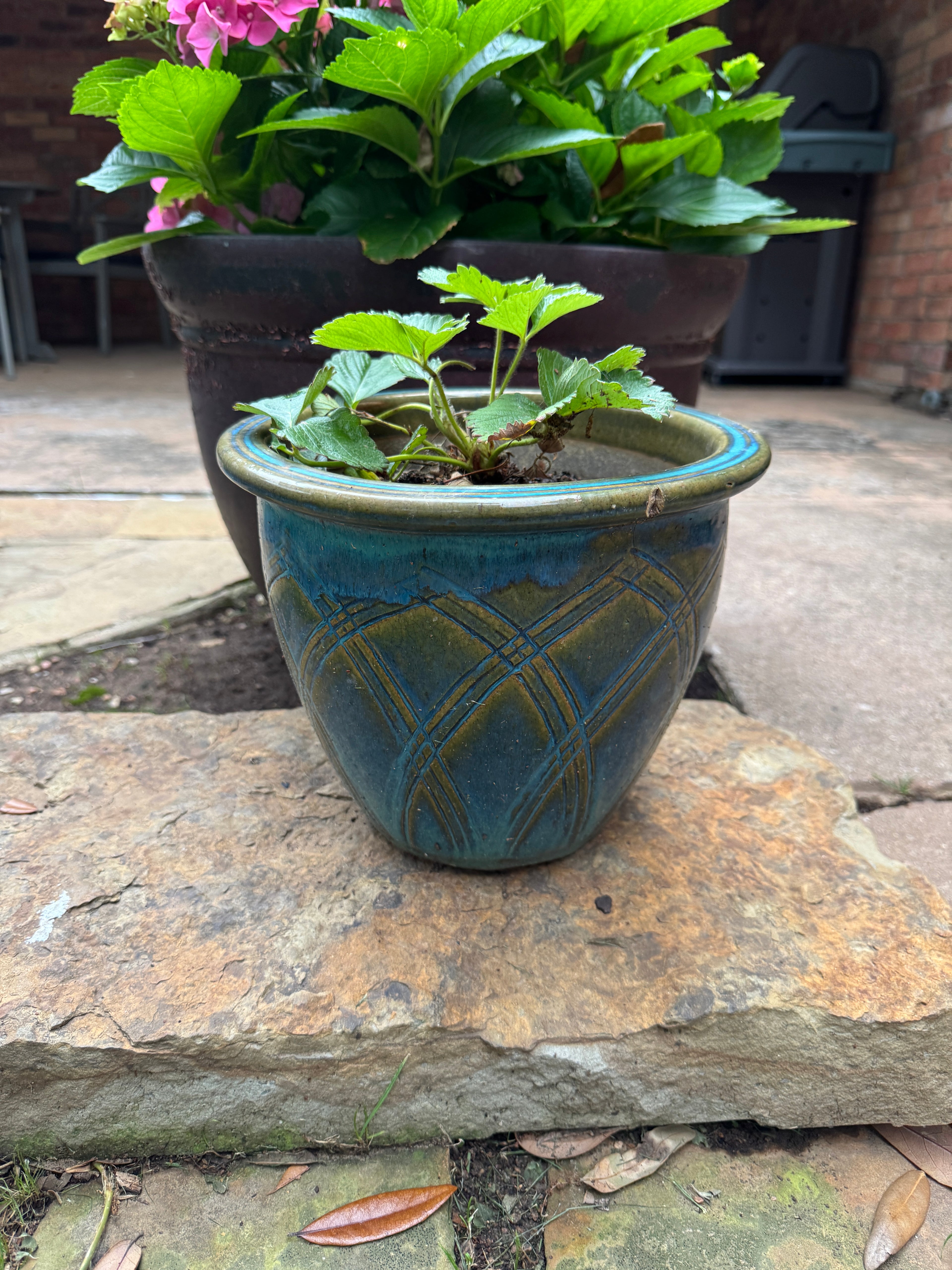 Decorative pot w/ strawberry plant