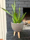 LIVE Snake Houseplant and pot