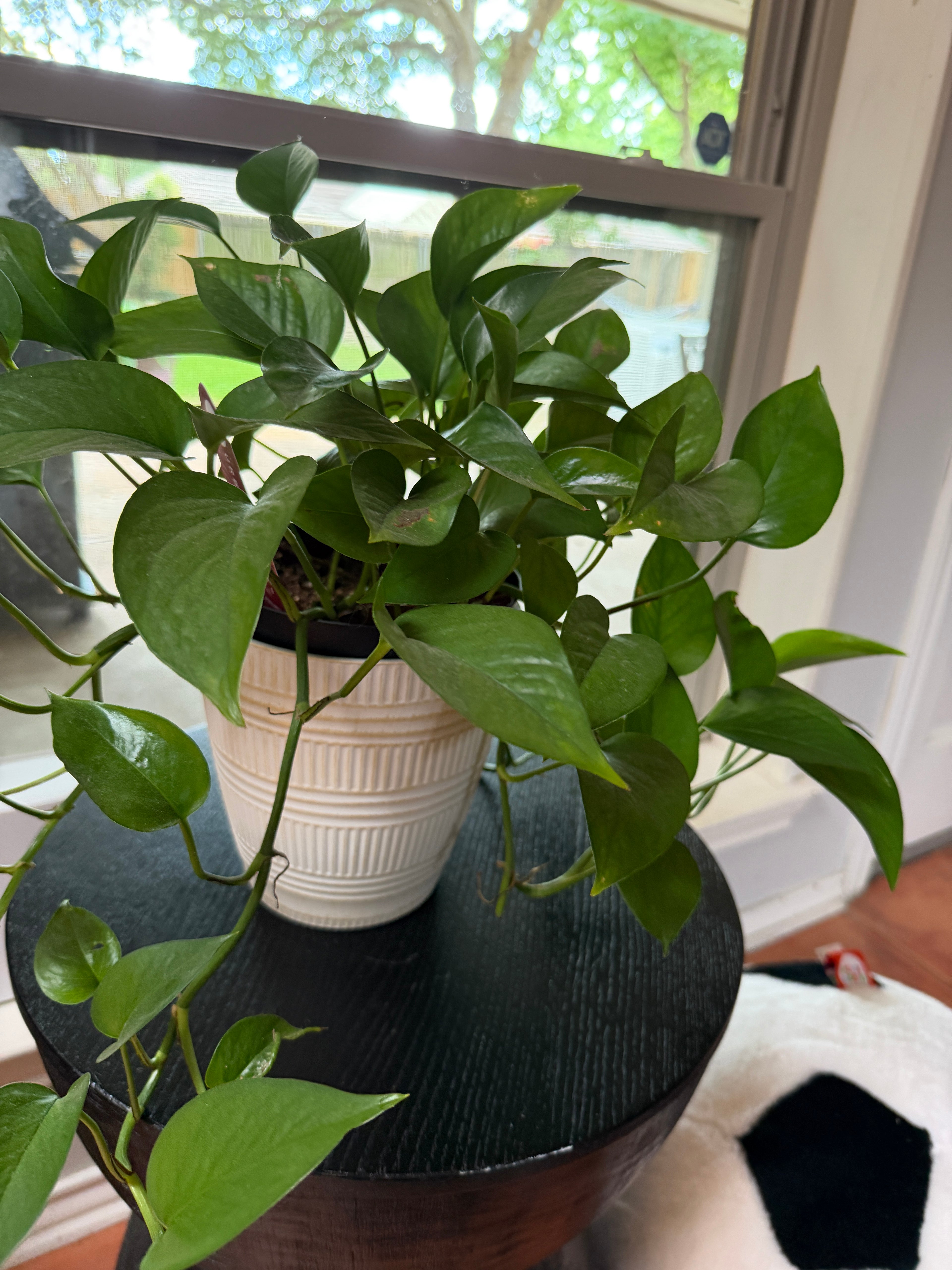 LIVE Pothos houseplant