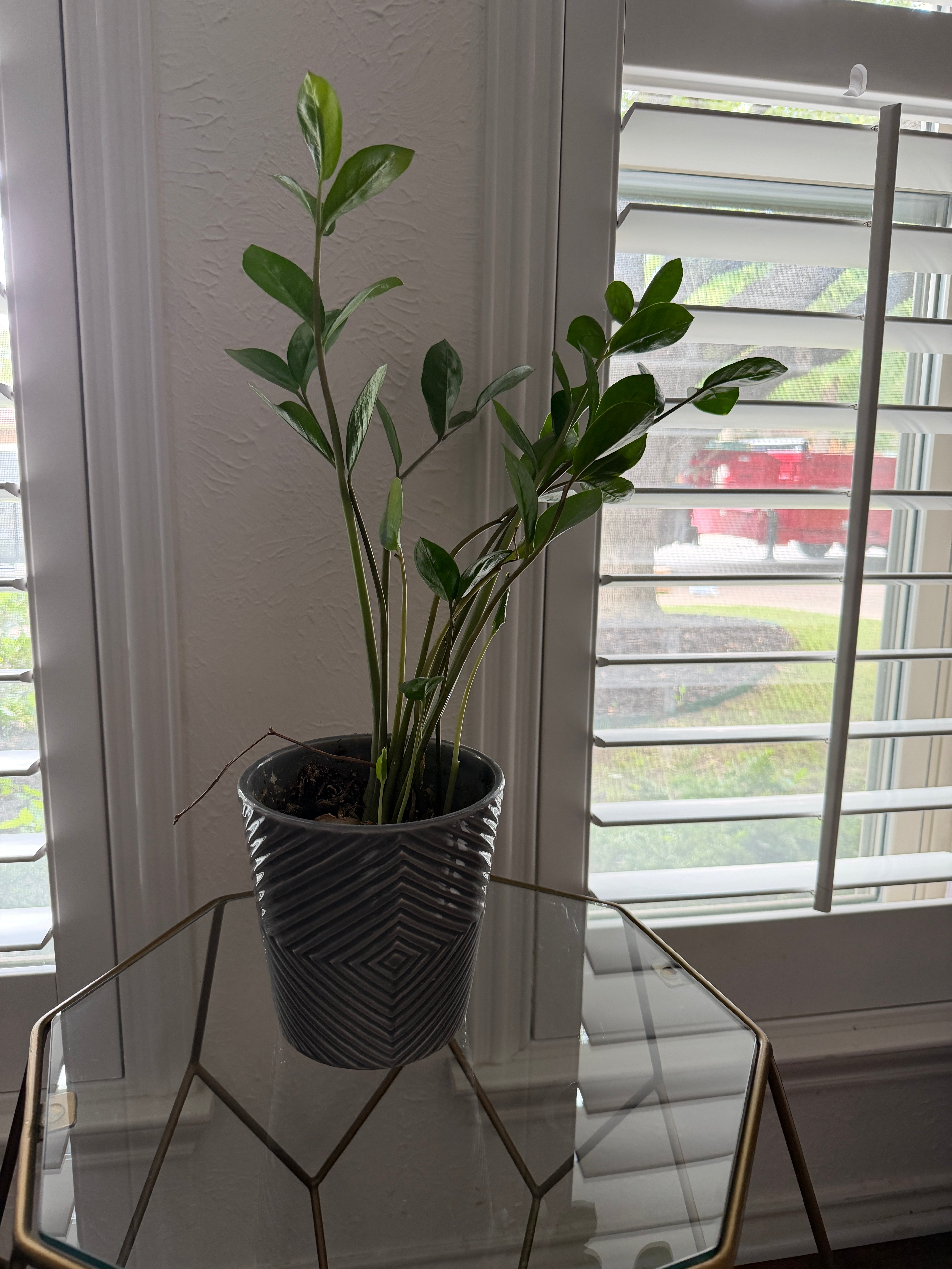 LIVE ZZ Plant