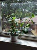 LIVE Baby Rubber Houseplant